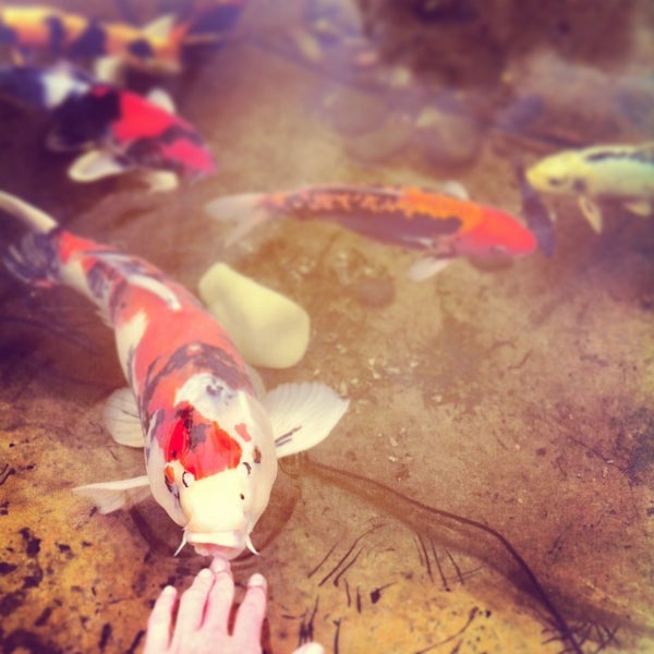 Японские карпы Кои в "Сакуре"/ фото: tr.foursquare.com