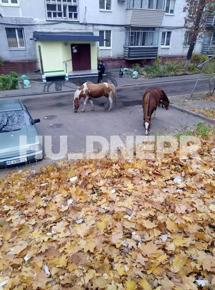 В Днепре на Западном жилмассиве заметили лошадей/ фото: t.me/huevyydnepr