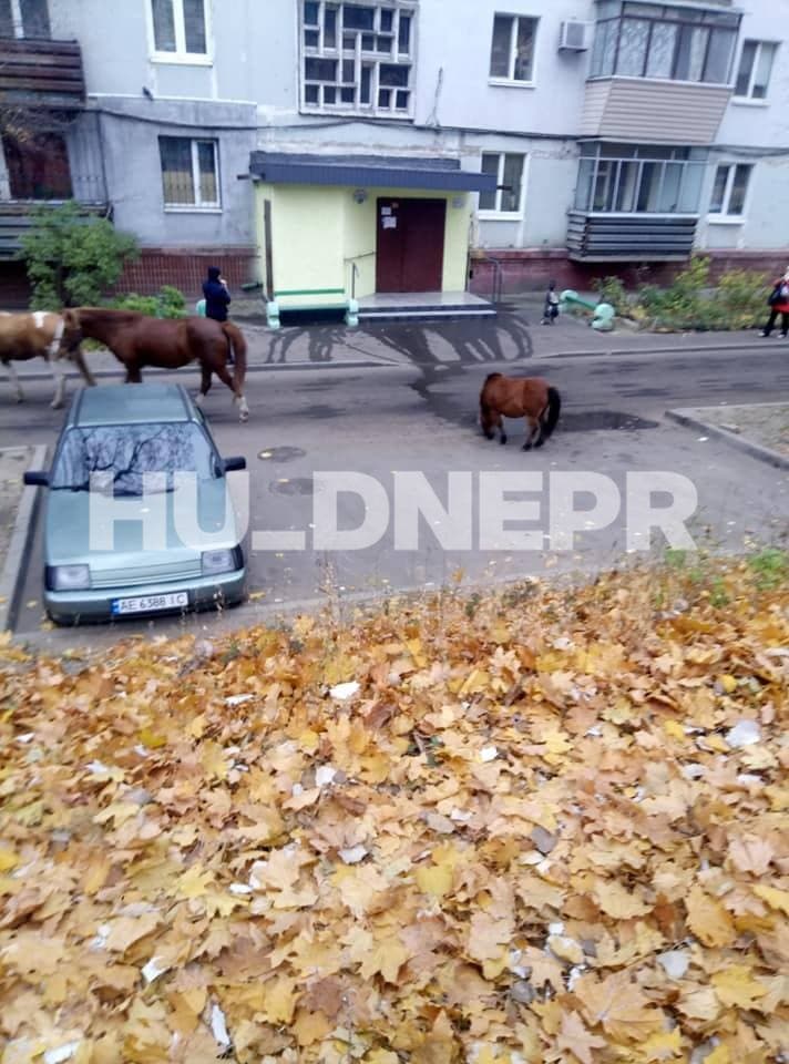 В Днепре на Западном жилмассиве заметили лошадей/ фото: t.me/huevyydnepr