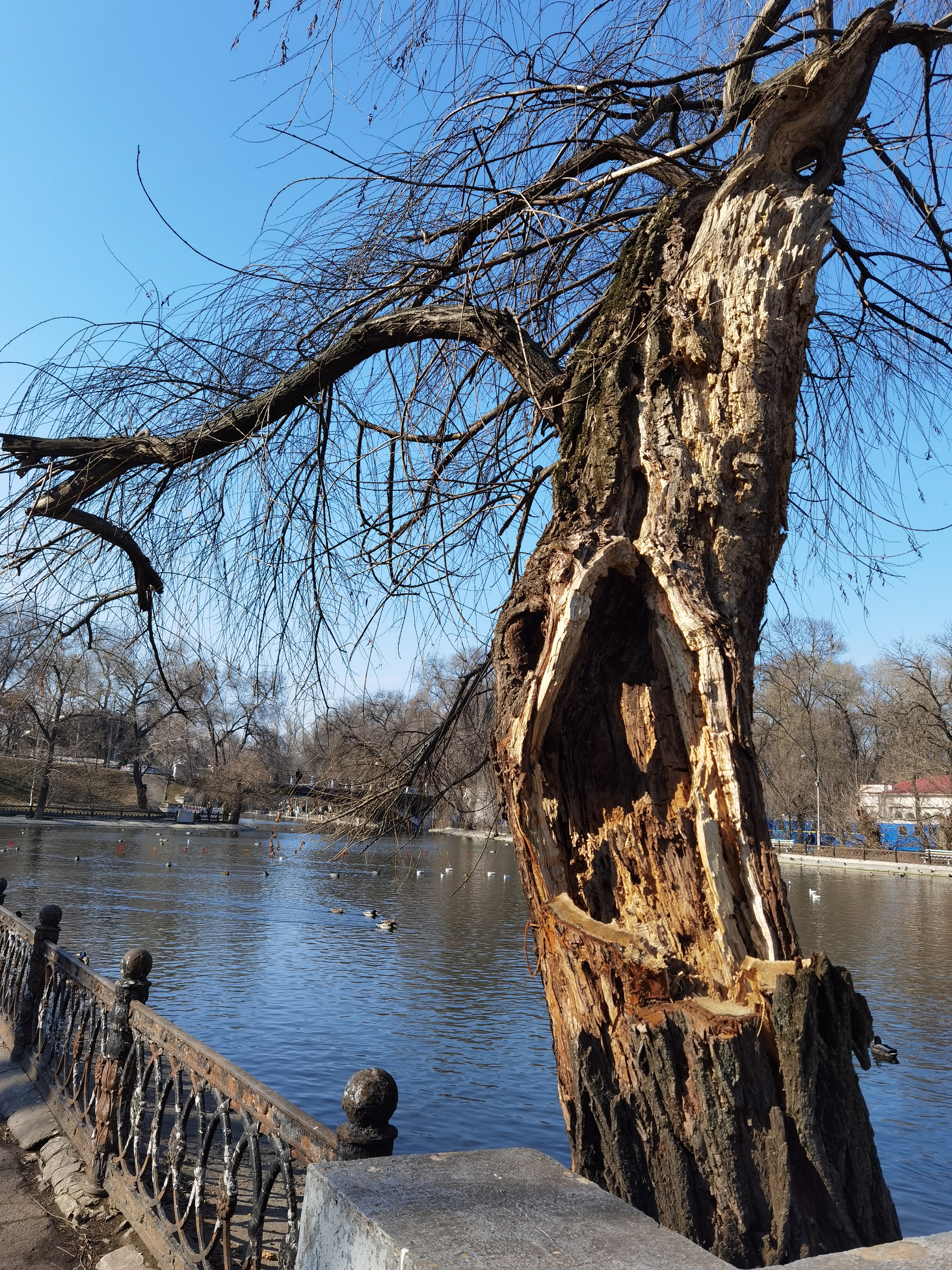 Одно из авариных деревьев в парке Глобы/ фото: Светлана Юрченко