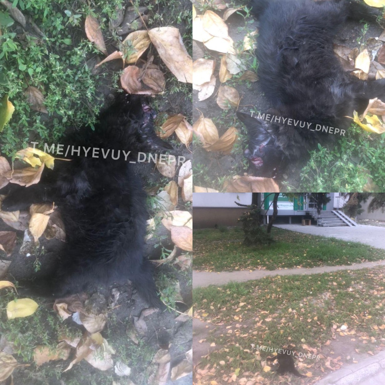 Пострадавший котенок на Слобожанском проспекте/ фото: ХД