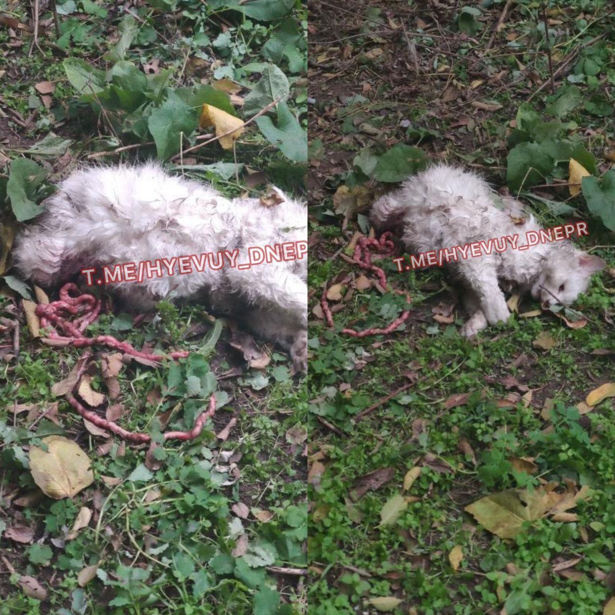 Изуродованный котенок на проспекте Ивана Мазепы/ фото: ХД