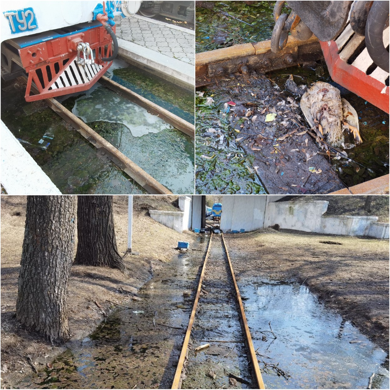 Болото вместо железной дороги в парке Глобы/ фото: Светлана Юрченко