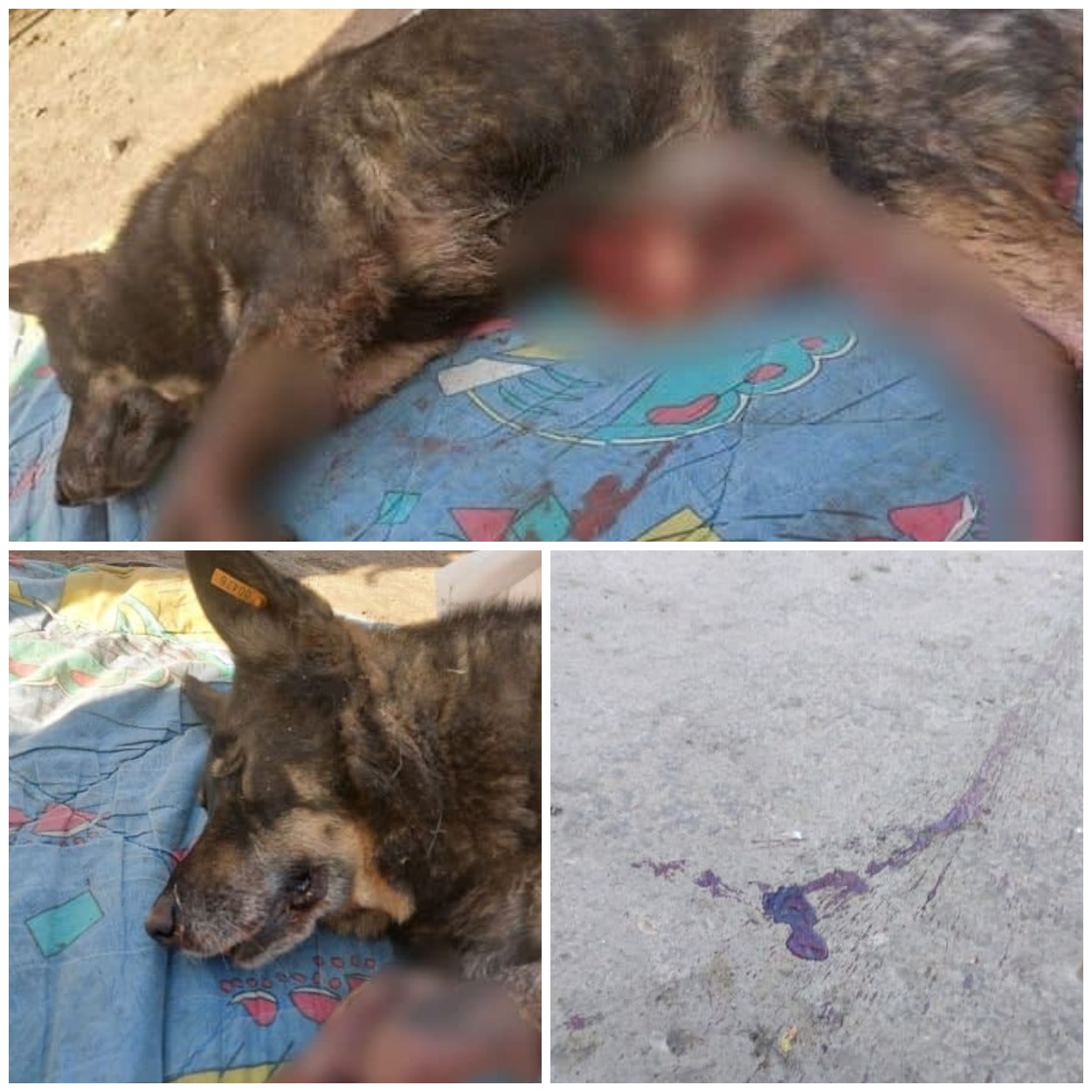  В Днепре жестоко расправилась над собакой/ фото: t.me/txdnepr