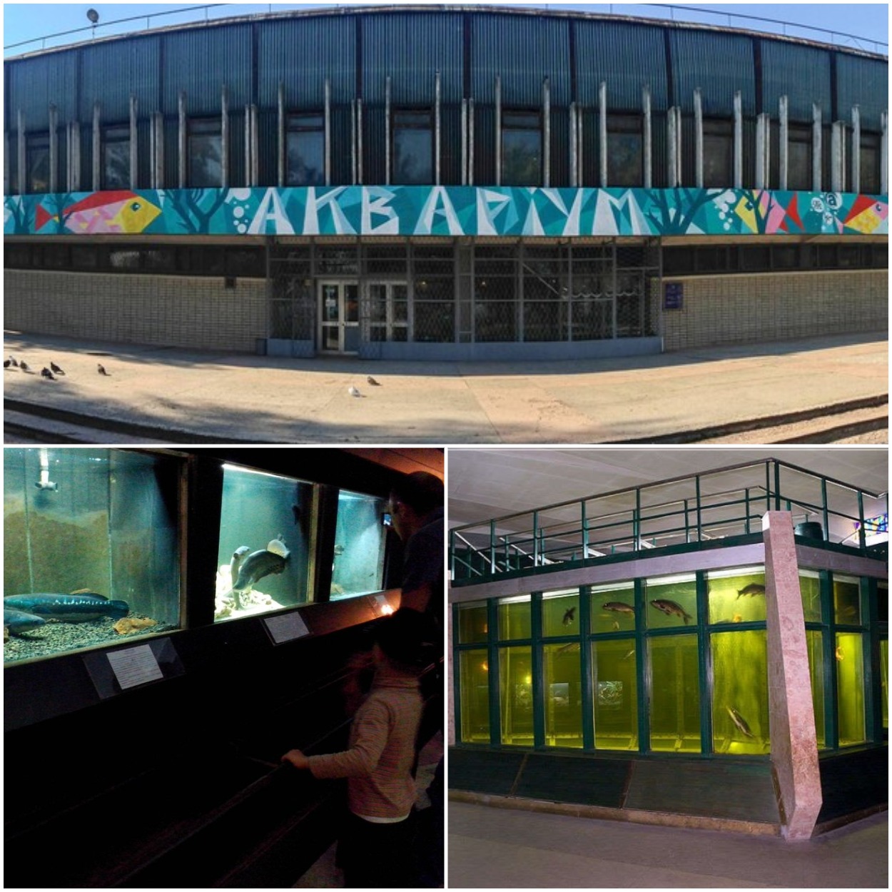 6 місць у Дніпрі, де можна подивитися на тварин під час війни