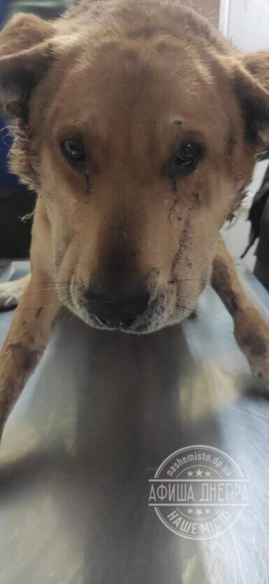 В Днепре собака жила с трубой на шее.