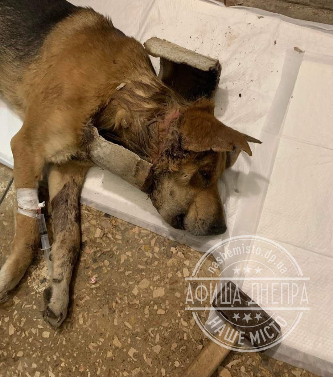 В Днепре с шее собаки сняли тяжелую трубу.