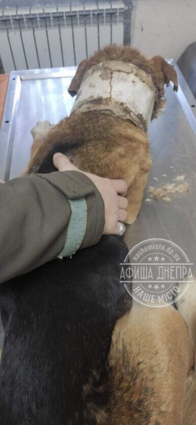 В Днепре собака жила с трубой на шее.