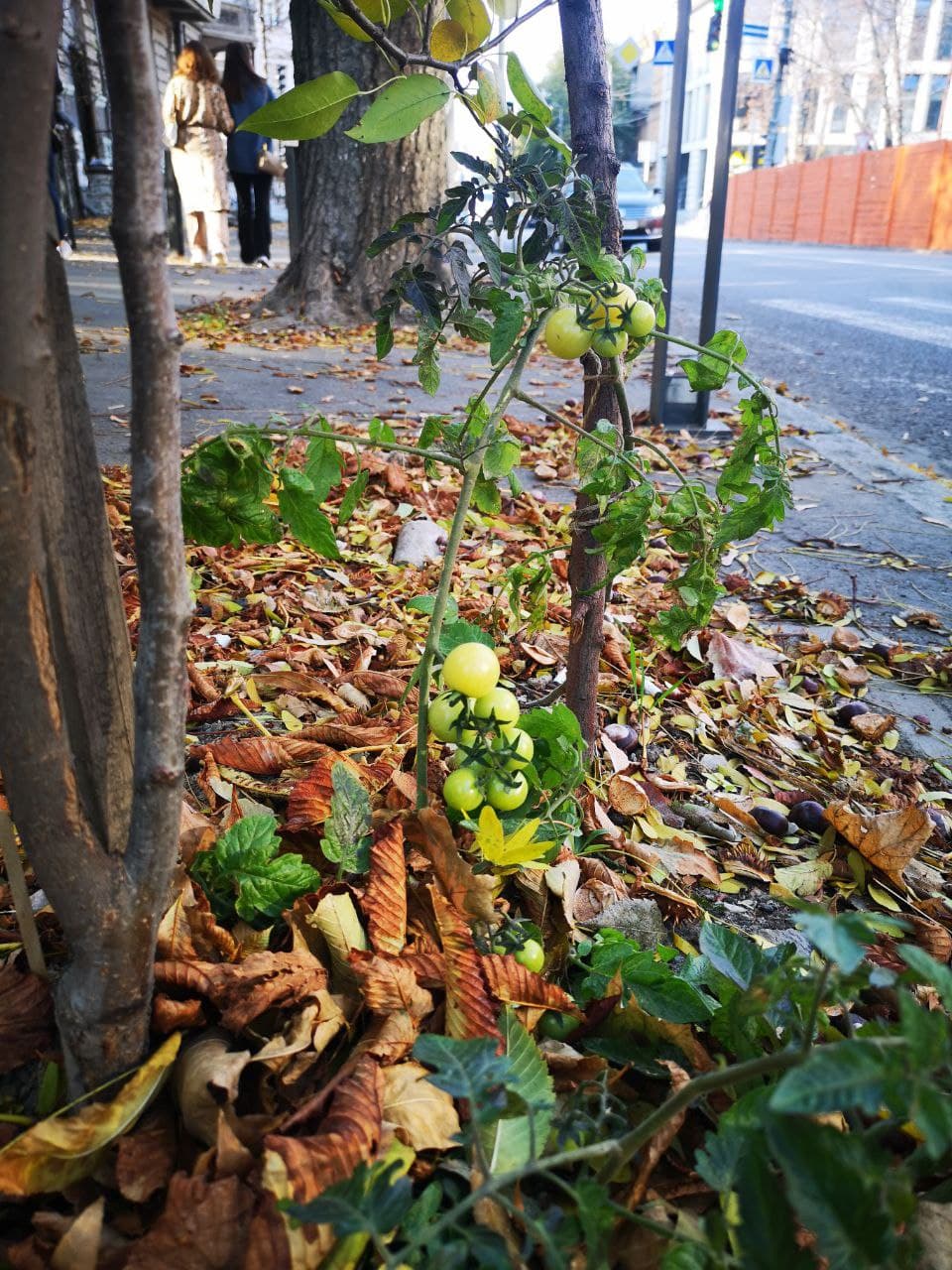 На Старокозацкой в Днепре вырос помидор/ фото: Tenar Street View