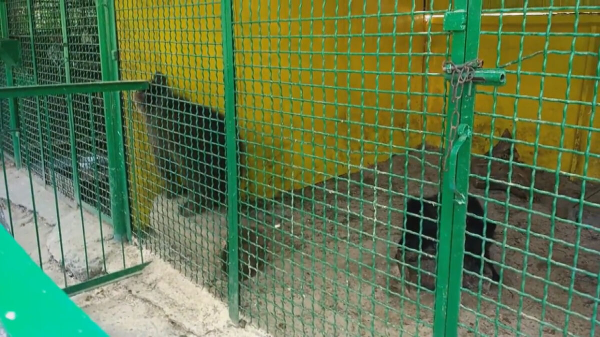 В Днепропетровской области на базе отдыха "Три медведя"издеваются над медведями