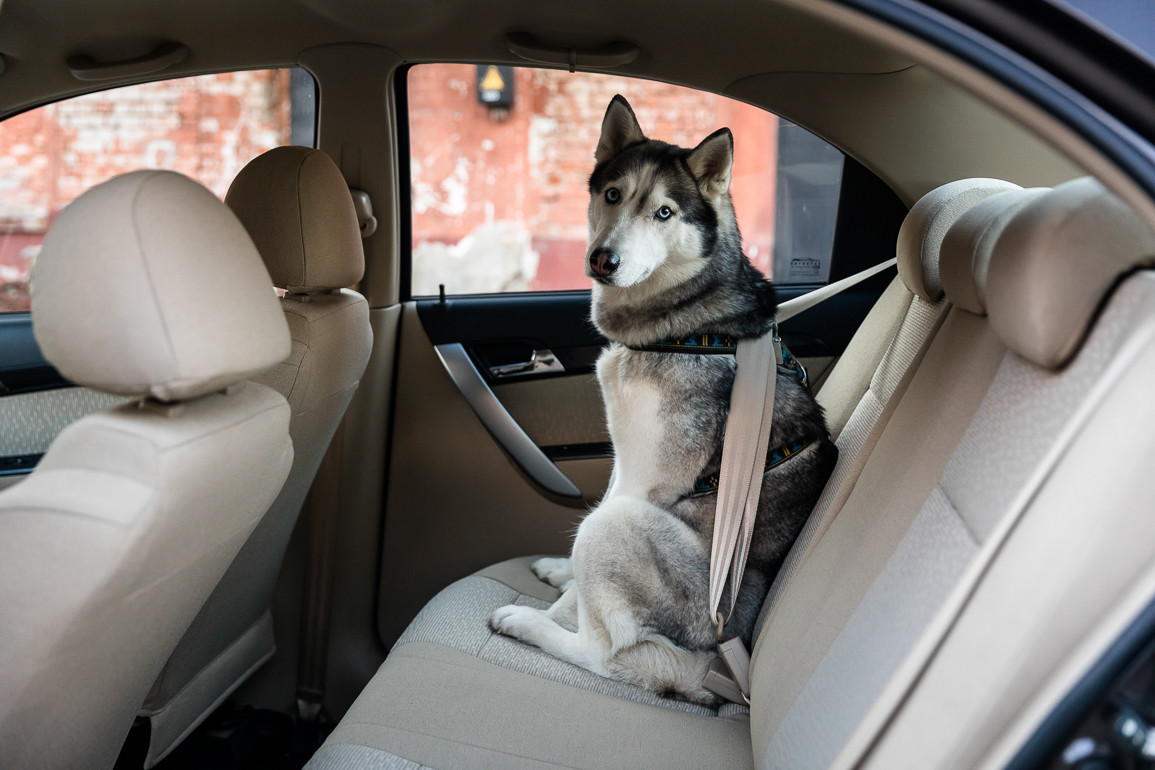 Собака замкнулась в машине/ фото: avtodream.org