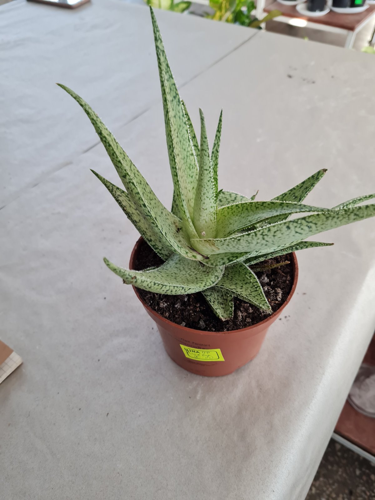 Алое в ботсаду ДНУ.