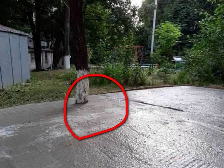 Дерево закатали в асфальт/ фото: НМ