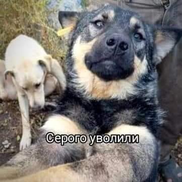 Пес Серый.