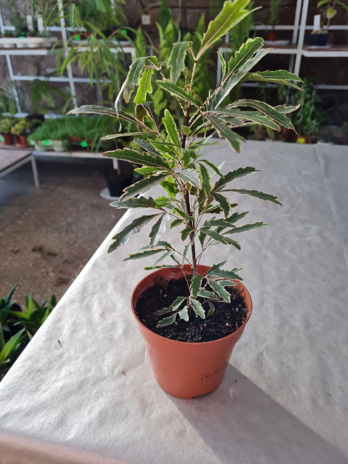 Дизиготека в ботсаду ДНУ.