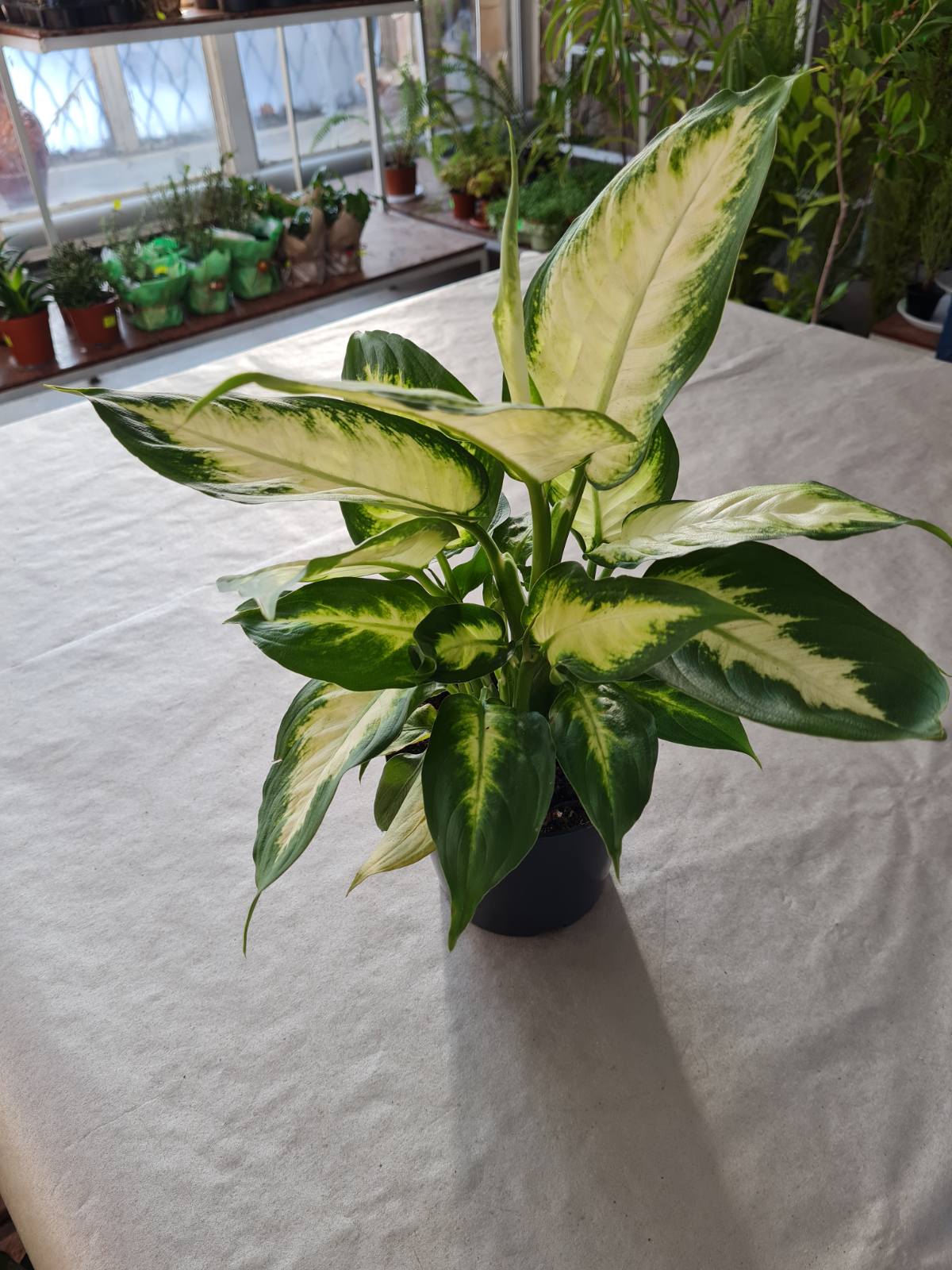 Дифенбахия в ботсаду ДНУ.