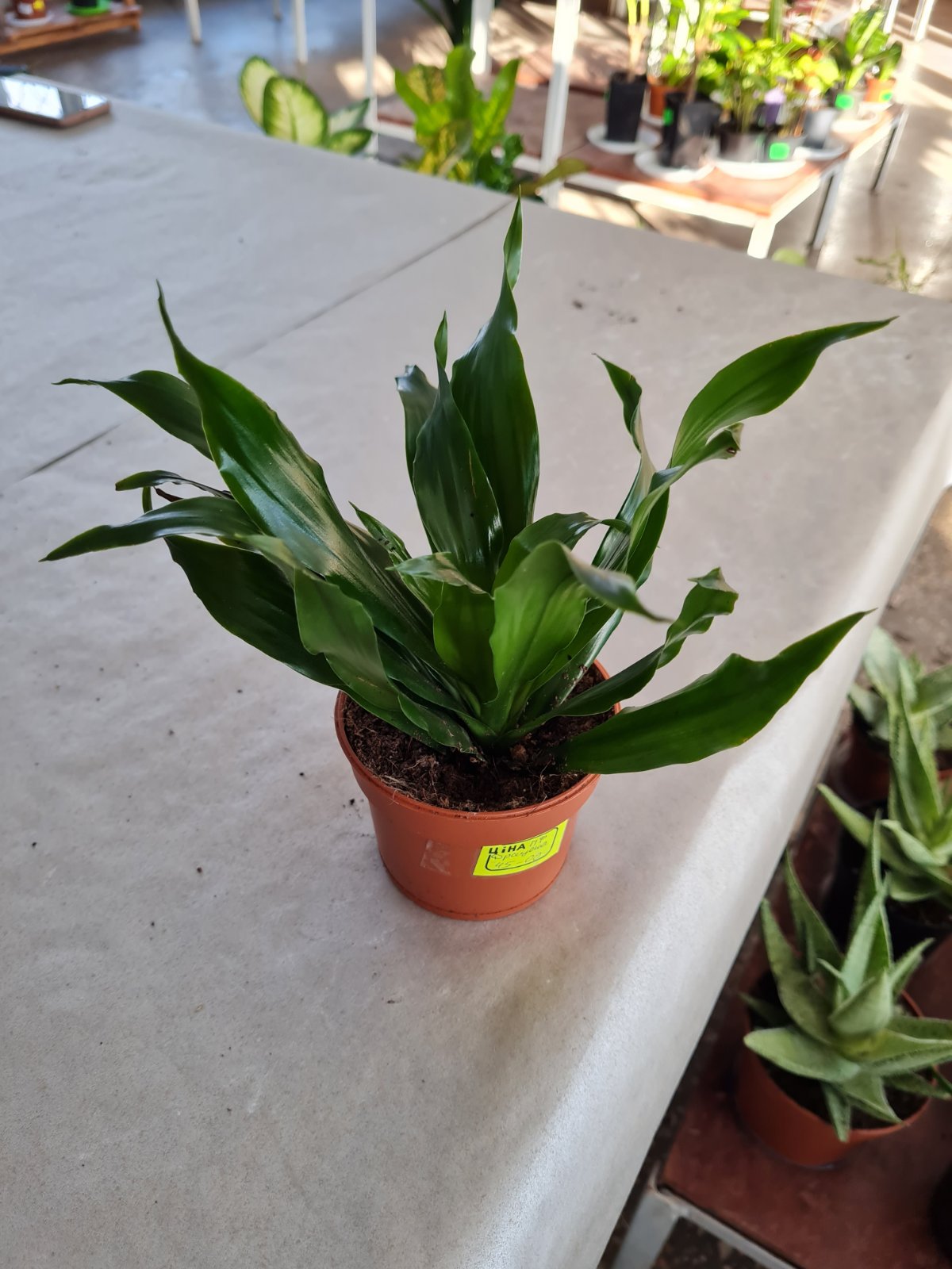 Драцена в ботсаду ДНУ.