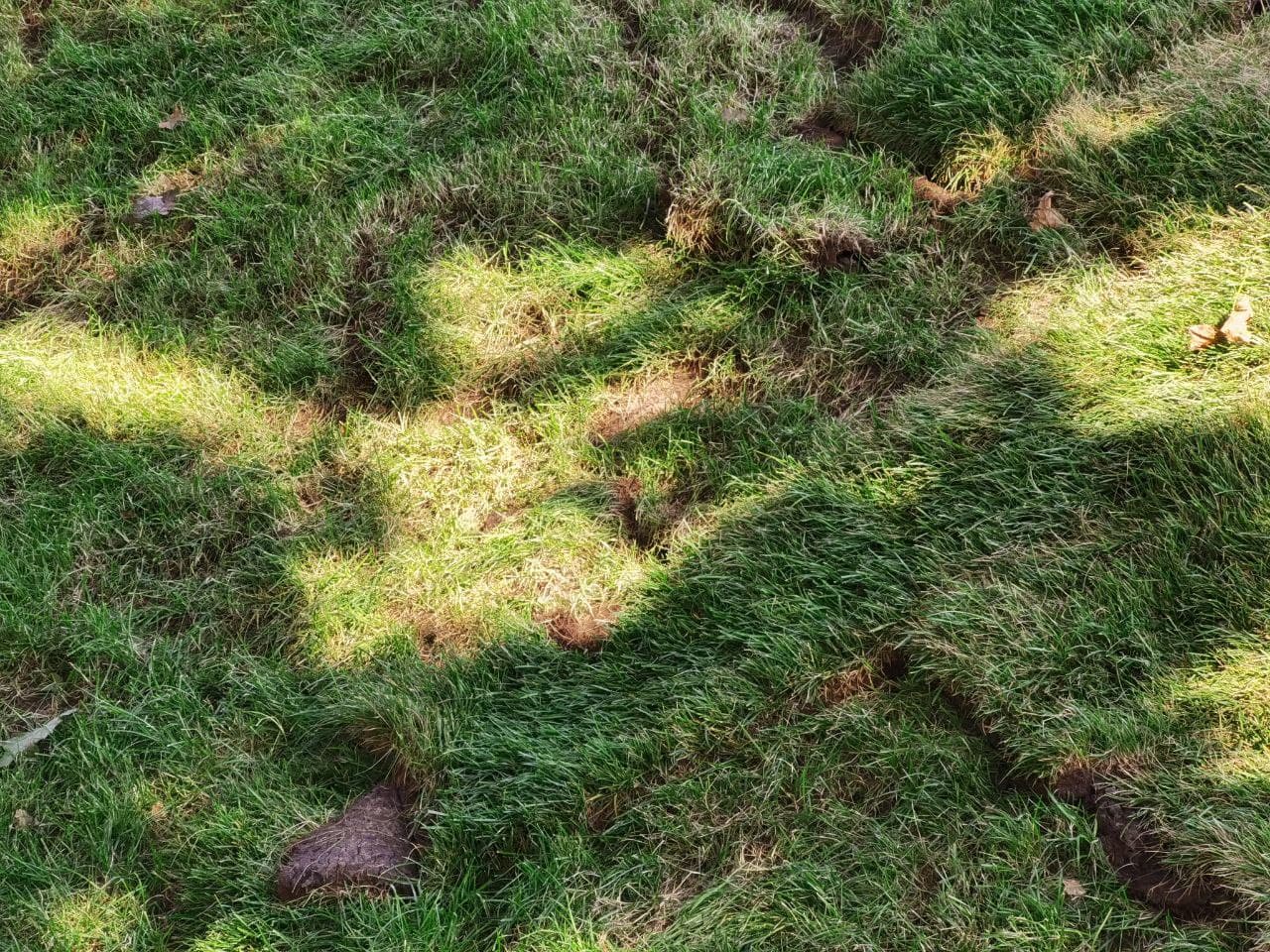 Изуродованный газон в Слобожанском сквере в Днепре/ фото: Светлана Юрченко