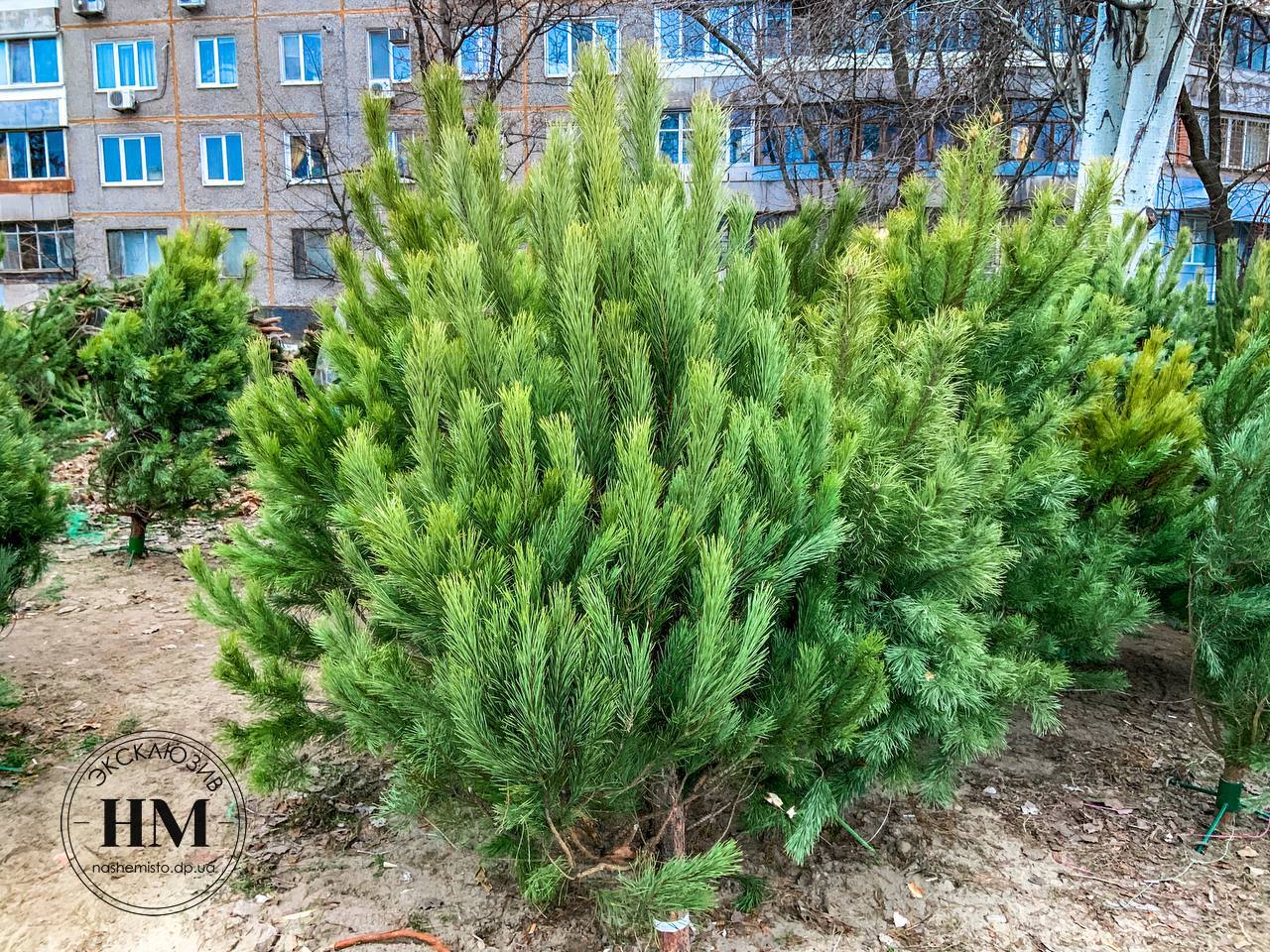 В Днепре на Победе заработали базары