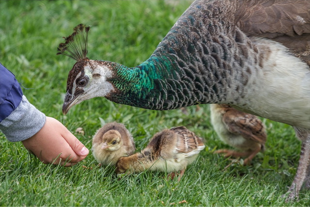 Людина годує павича в яхт-клубі "Січ".
