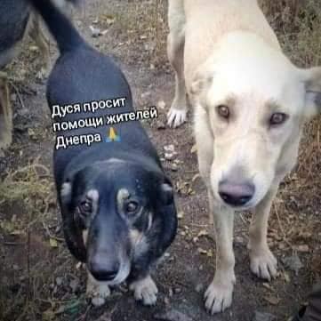 Черная собака-мама Дуся.