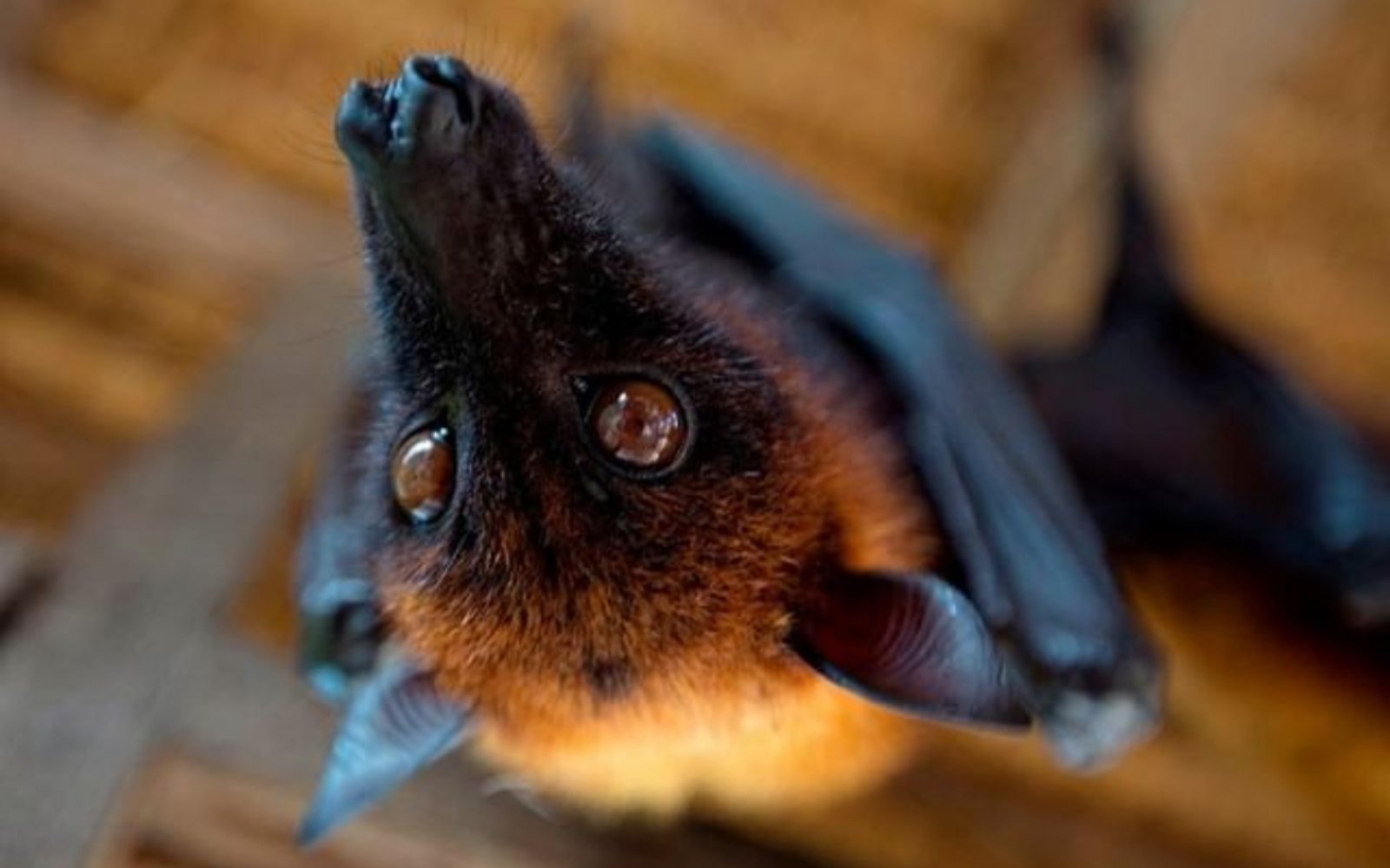 Летючий собака в "Зворушливому зоопарку". Фото: insta .com/trogatelniy_zoopark_dnepr