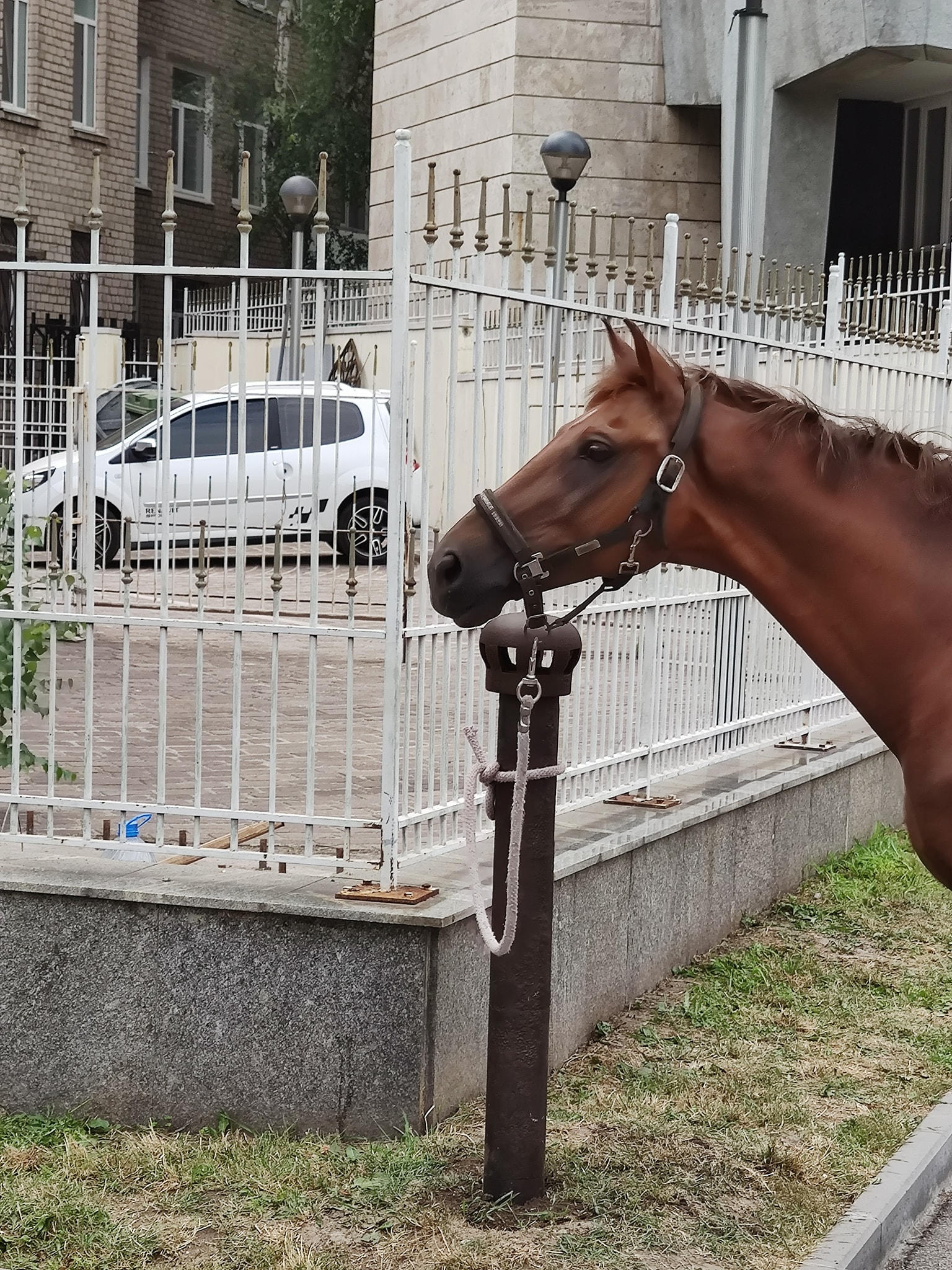 Коновязь у здания горсовета Днепра/ фото: fb Руслана Мороза