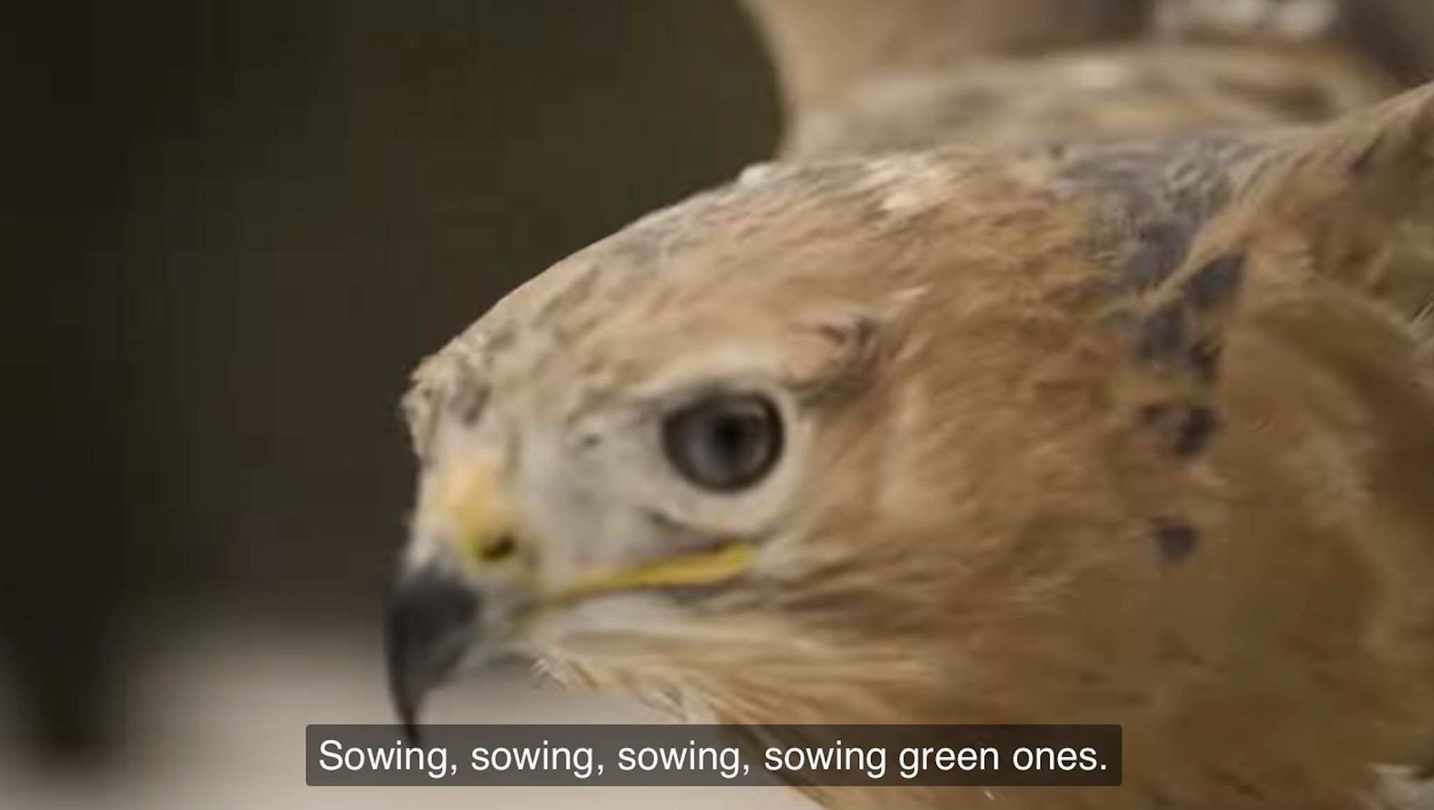 Курганник в клипе/ фото: fb UAnimals