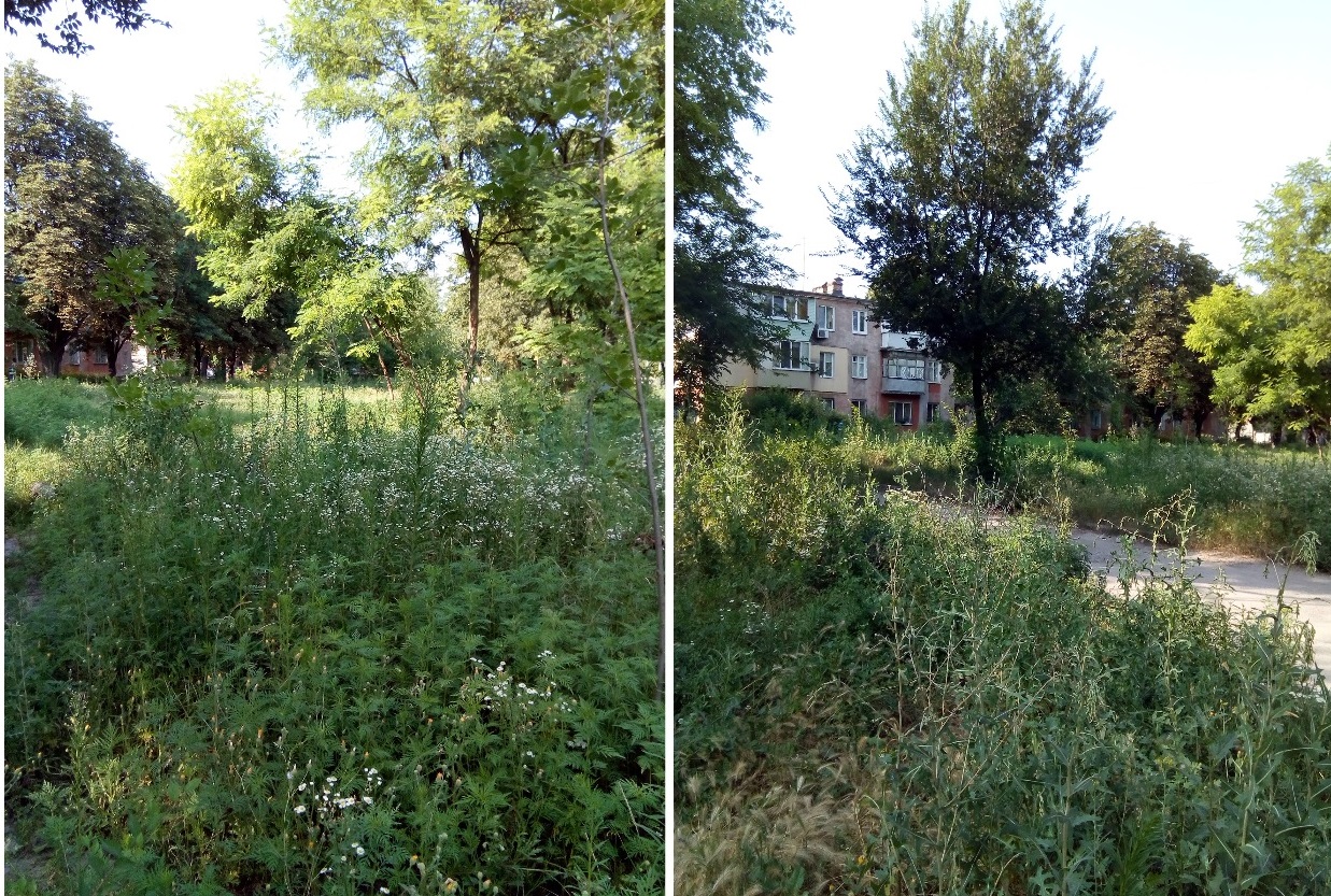 Некошеная трава на Новоорловской в Днепре/ фото: Константин Бухрин