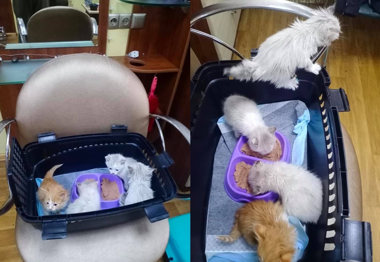 Котята из рюкзака кушают/ фото: fb Ирины Сытник