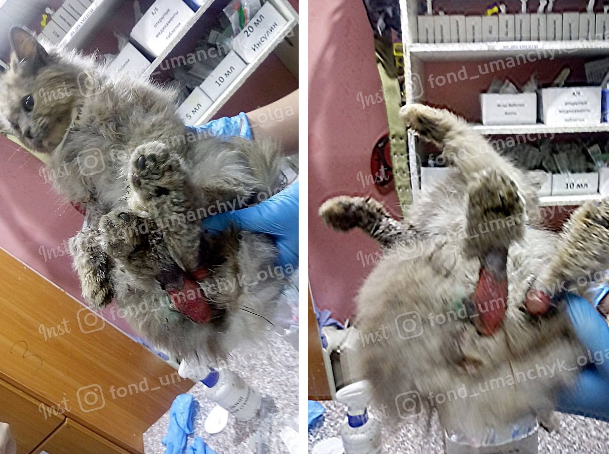 Кошка с содранной кожей на лапах/ фото: fb Ольги Уманчик 