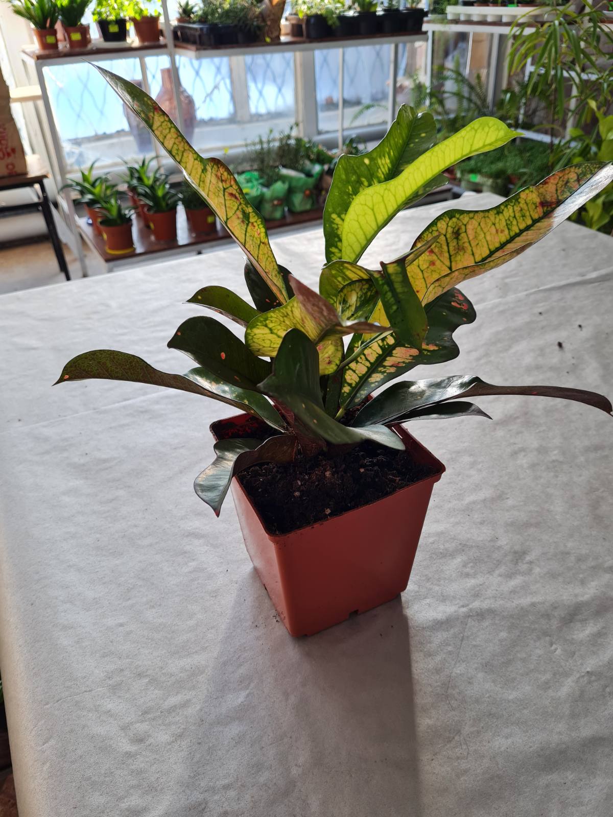 Кротон в ботсаду ДНУ.