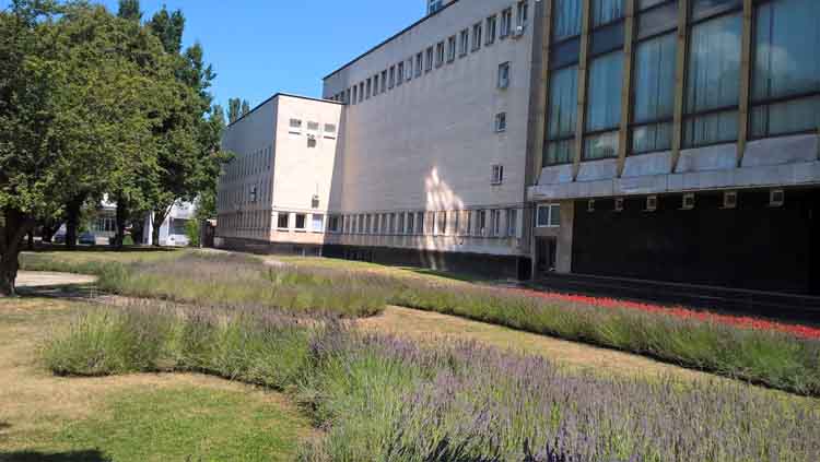 Лавандовые кусты возле театра оперы и балета/ фото: Днепр вечерний