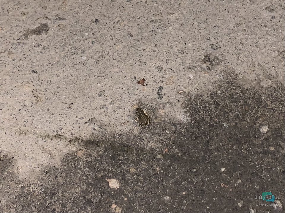 Нашествие жаб в парке Глобы в Днепре/ фото: Відкритий