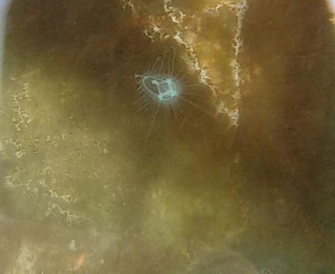 Медуза в карьере в Старых Кодаках/ фото: fb Олега Макаренкова