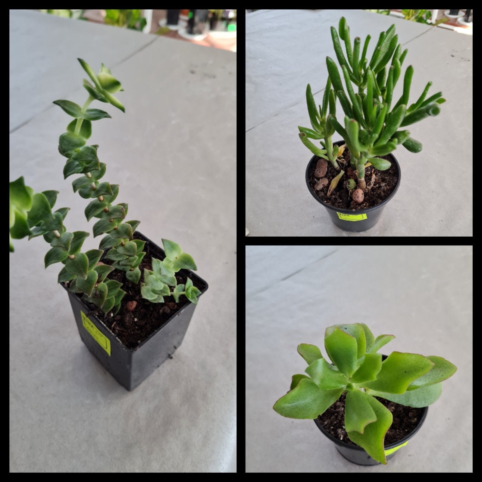 Рапсула микс в ботсаду ДНУ.