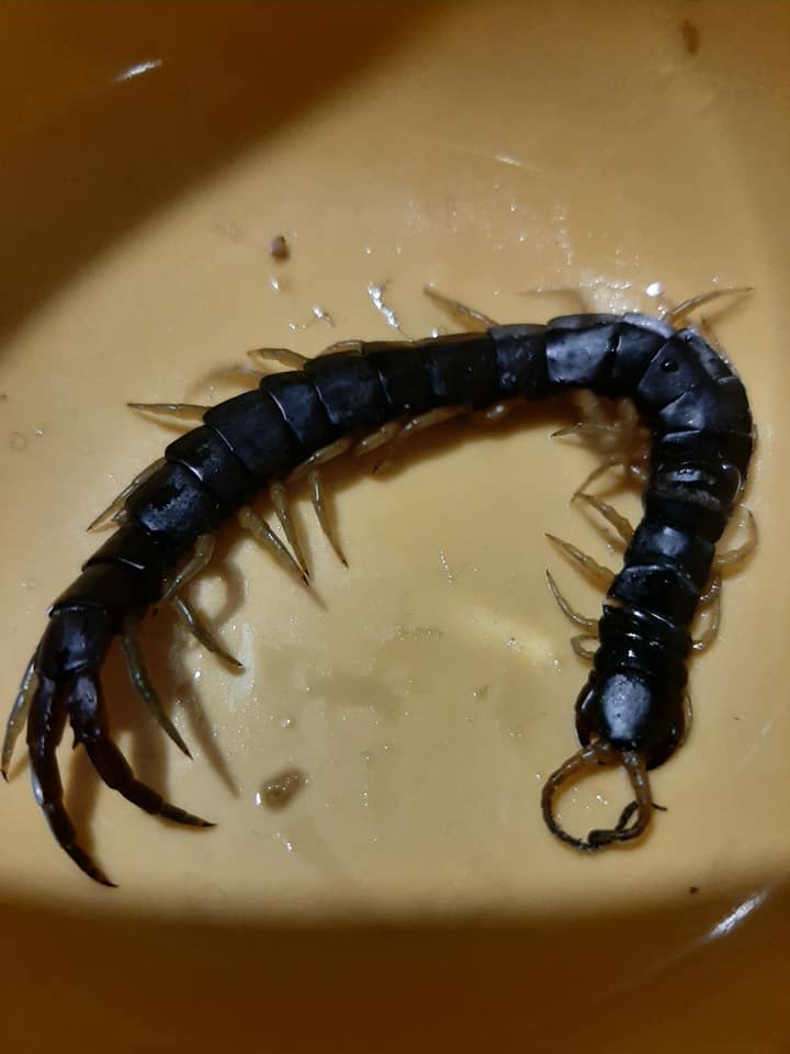 Многоножка в Сурско-Литовском селе/ фото: fb Натальи Малаховой