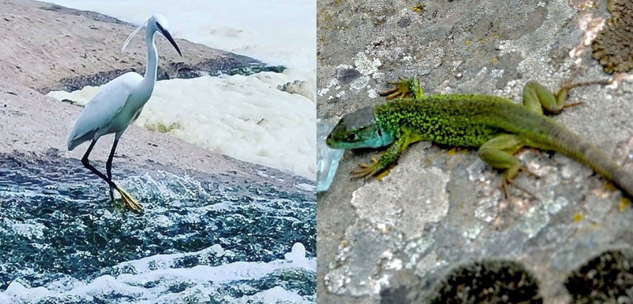 Фауна Токовских водопадов/ фото: inst serg.tihvinskiy, googlemaps.com