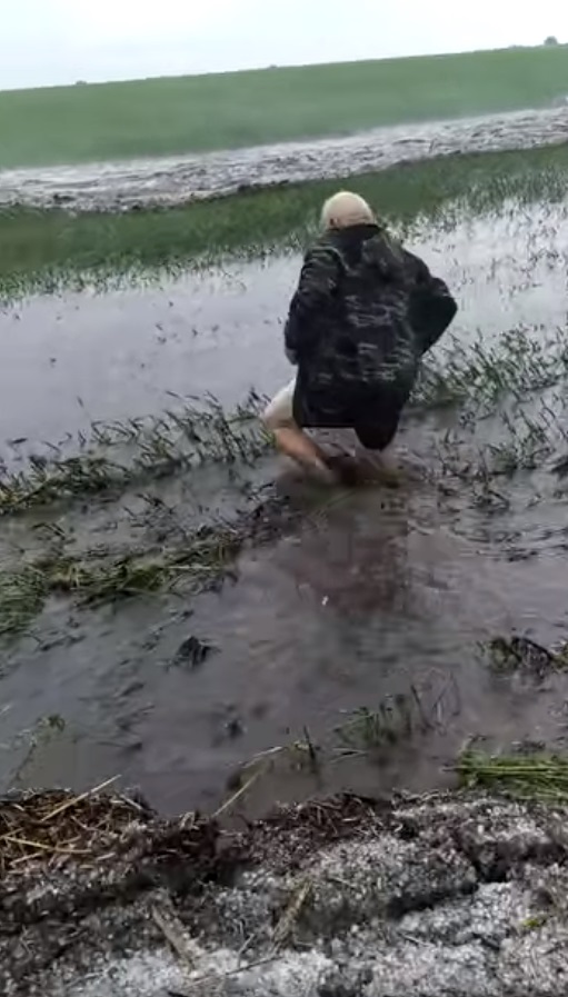 Дождь затопил пшеничное поле/ фото: fb Весты Кумач