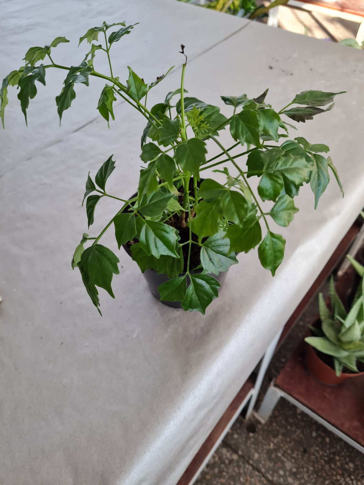 Радермахера в ботсаду ДНУ.