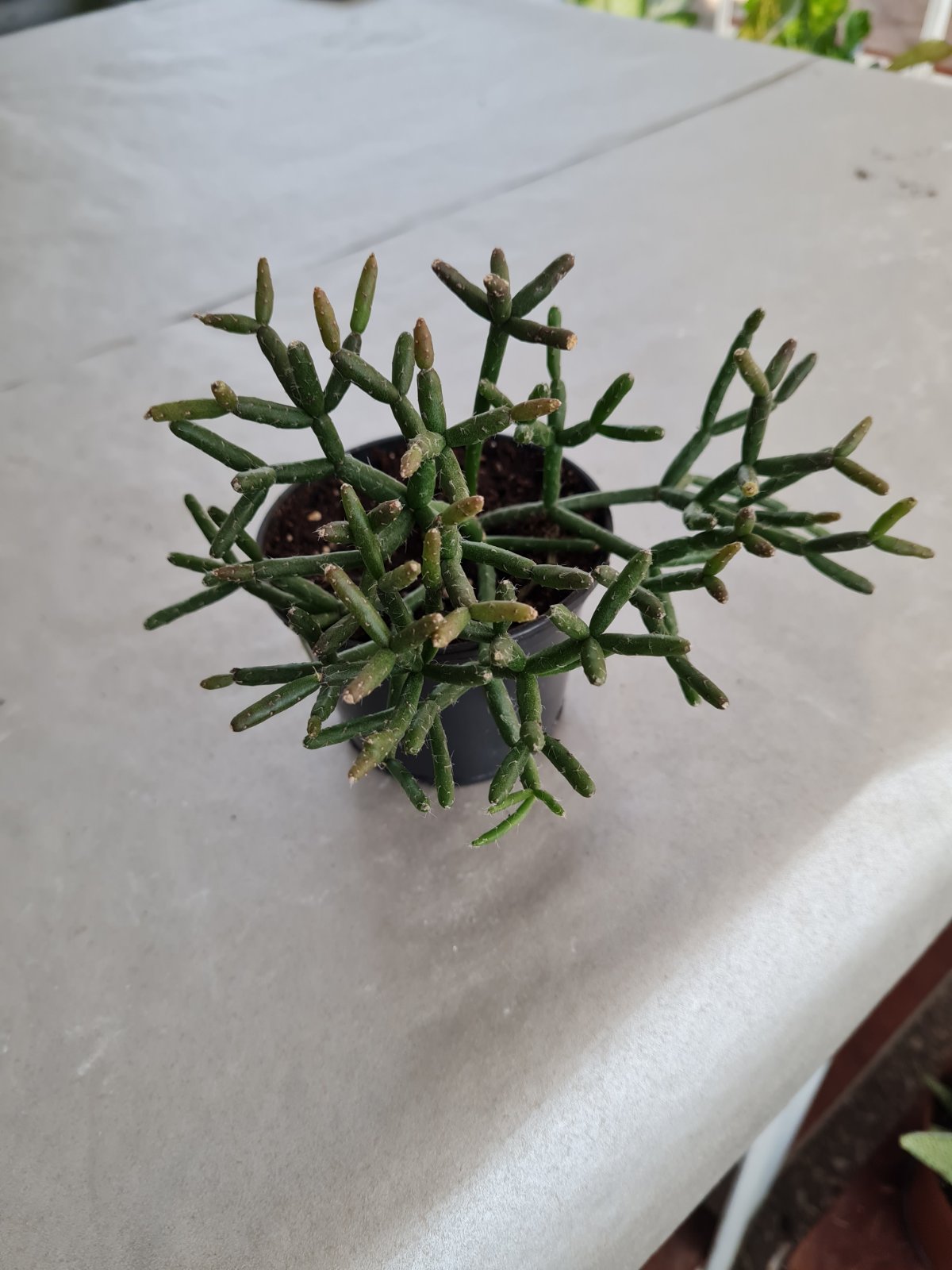 Рипсалис в ботсаду ДНУ.