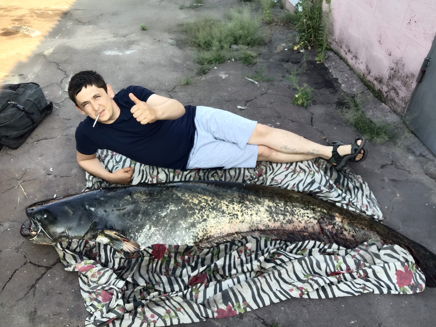 На Припяти поймали сома весом 80 кг. Фотофакт | биржевые-записки.рф