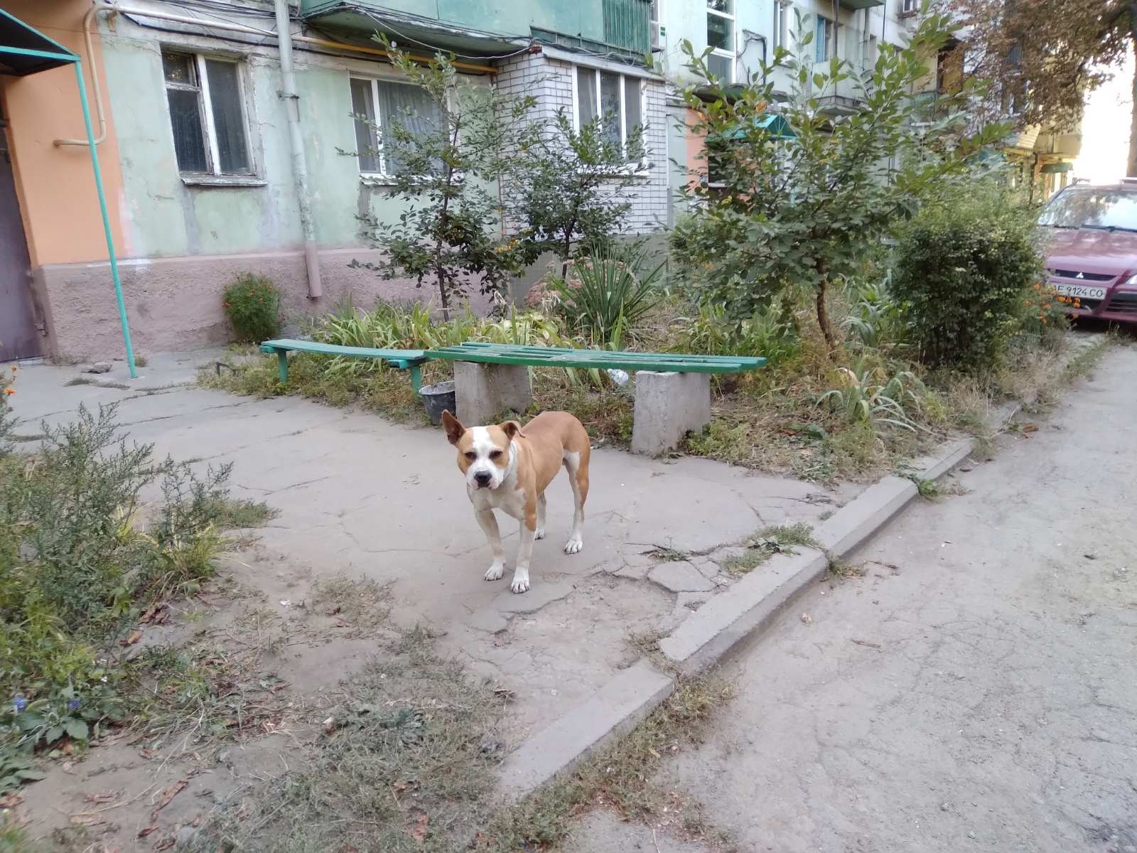 Собака на улице Мамая, 4а/ фото: fb База потерянных и найденных домашних животных ДНЕПР