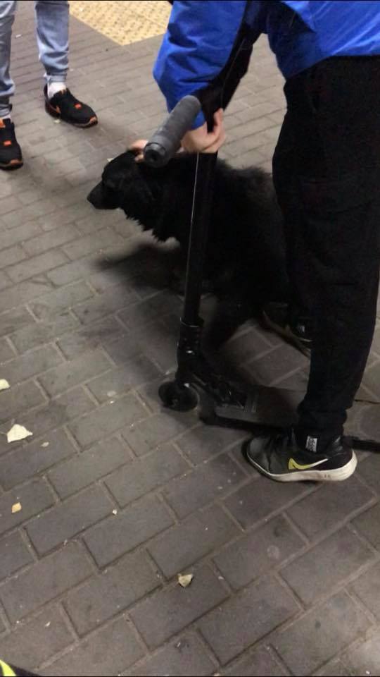 Так выглядит пострадавшая собака/ фото: fb Ульяны Викторовны