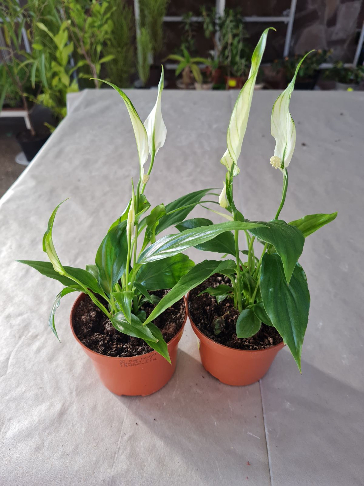 Спатифилум в ботсаду ДНУ.