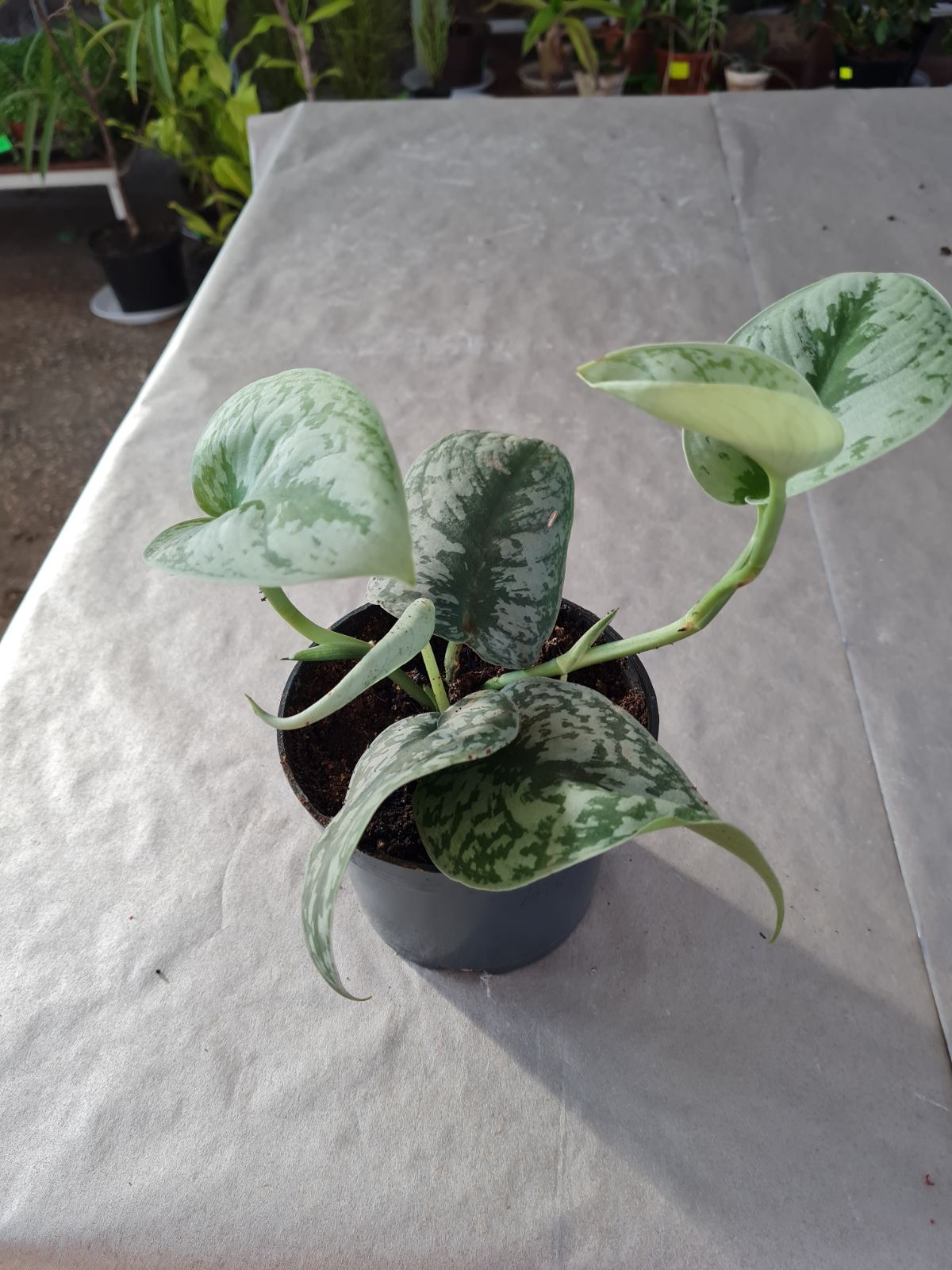 Сциндапсус в ботсаду ДНУ.