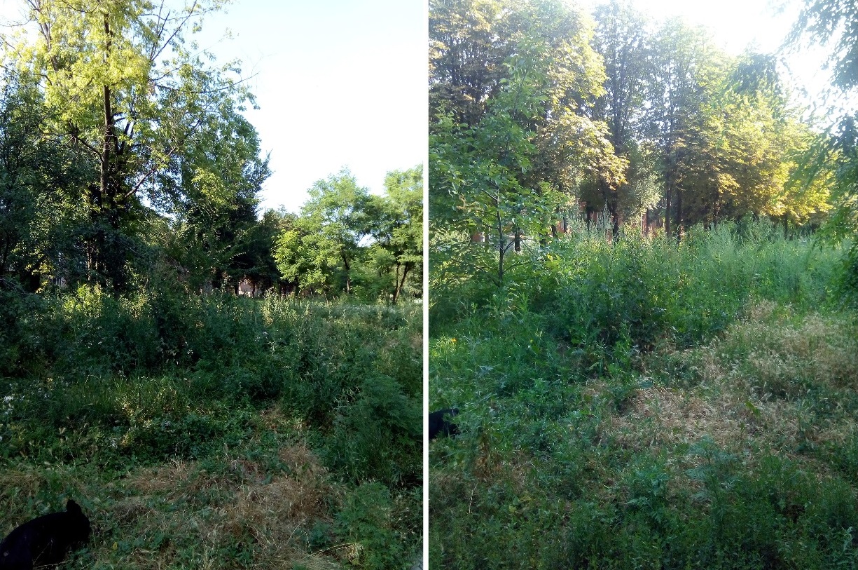 Некошеная трава на Новоорловской в Днепре/ фото: Константин Бухрин