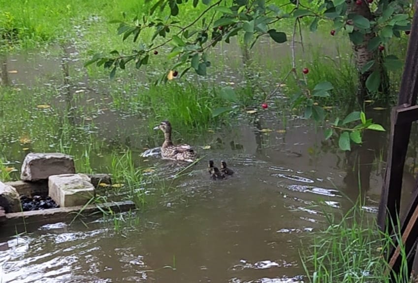 Утка во дворе частного дома/ фото: fb Татьяны Хархоты