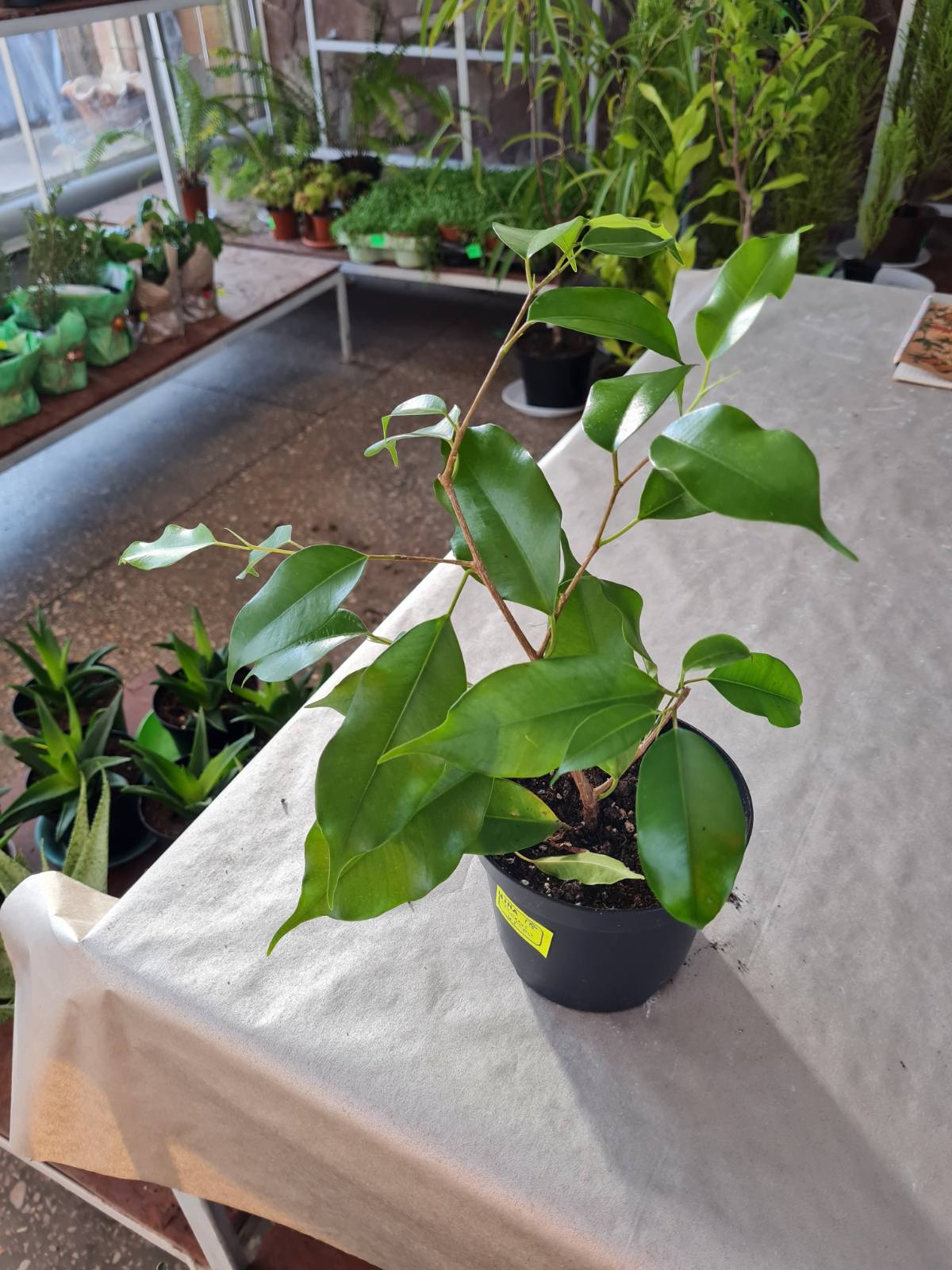 Фикус Бенджамина в ботсаду ДНУ.