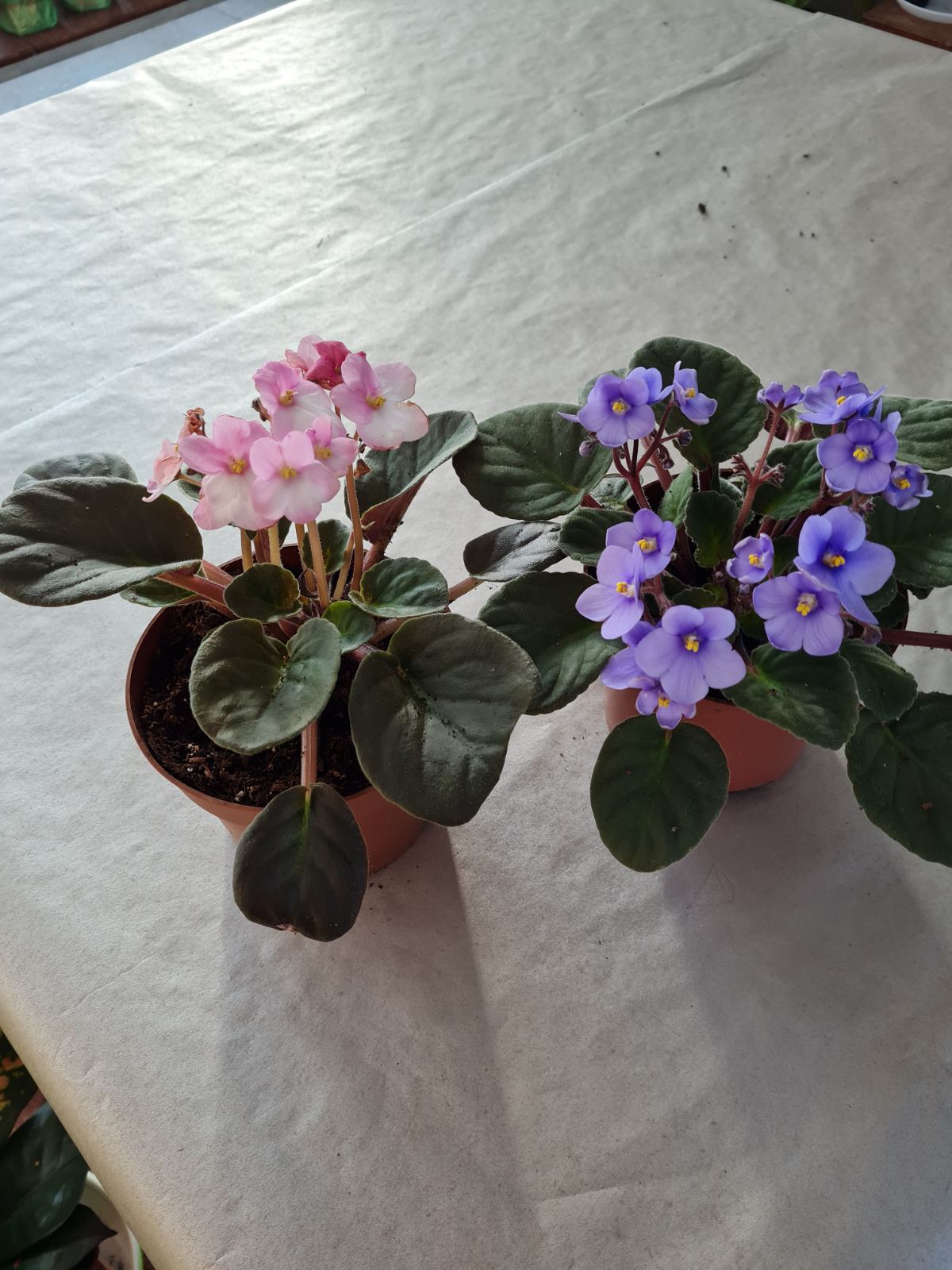 Фиалка в ботсаду ДНУ.